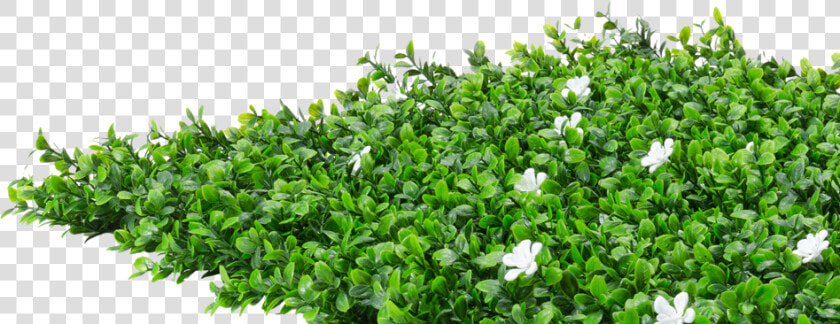 Groundcover   Hedge Flowers Png  Transparent PngTransparent PNG