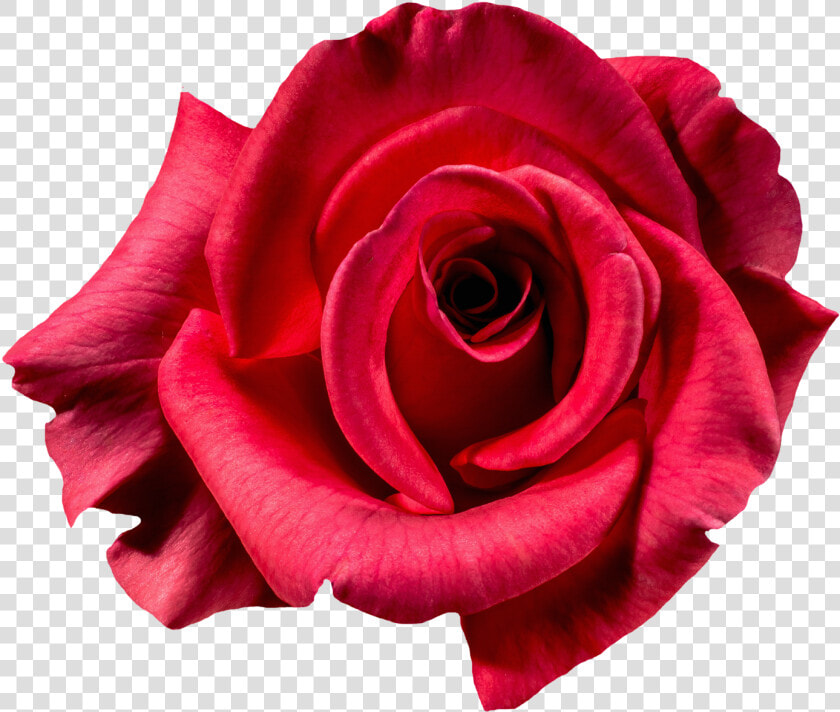 Red Rose Flower Top View Png Image   Top View Rose Tattoo  Transparent PngTransparent PNG