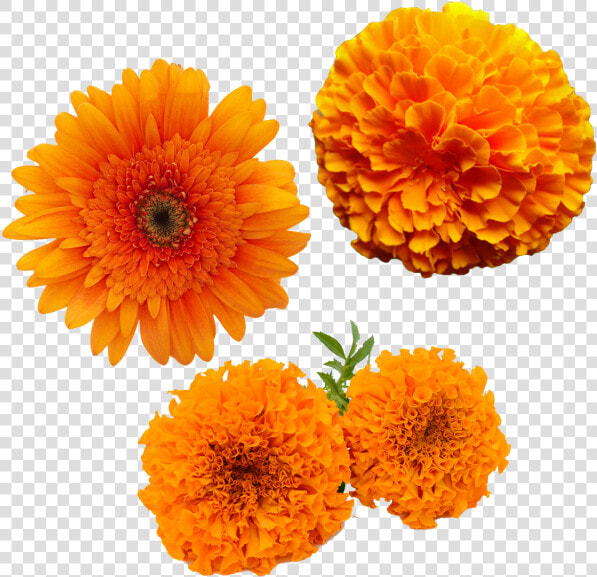 Merigold Flower  Transparent Merigold Flower  Yellow   Transparent Marigold Flower Png  Png DownloadTransparent PNG