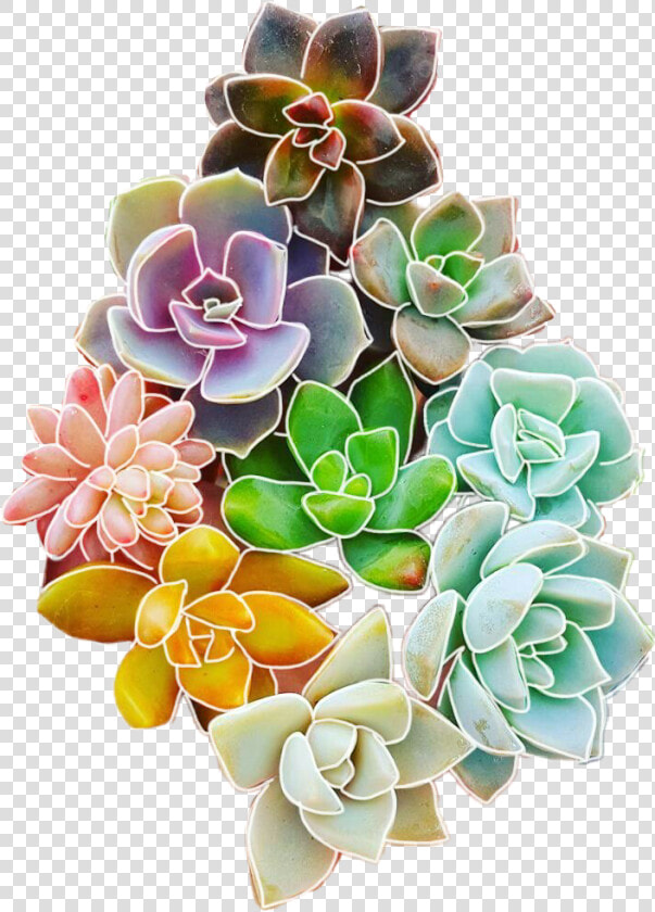 Succulent Plant   Png Download   Succulent Flowers Clipart  Transparent PngTransparent PNG