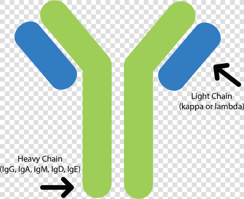 Kappa And Lambda Light Chains  HD Png DownloadTransparent PNG