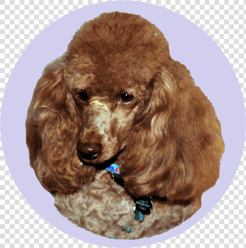 Standard poodle   Standard Poodle  HD Png DownloadTransparent PNG