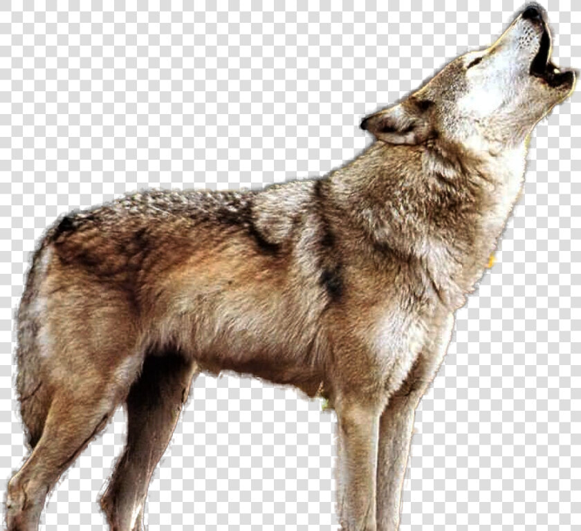 Howling Wolf Png   Howling Wolf Transparent Background  Png DownloadTransparent PNG