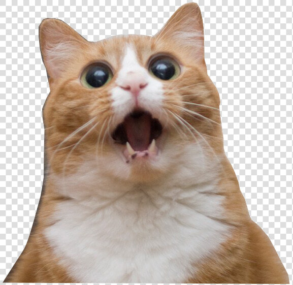 Imgur   Amazed Cat  HD Png DownloadTransparent PNG