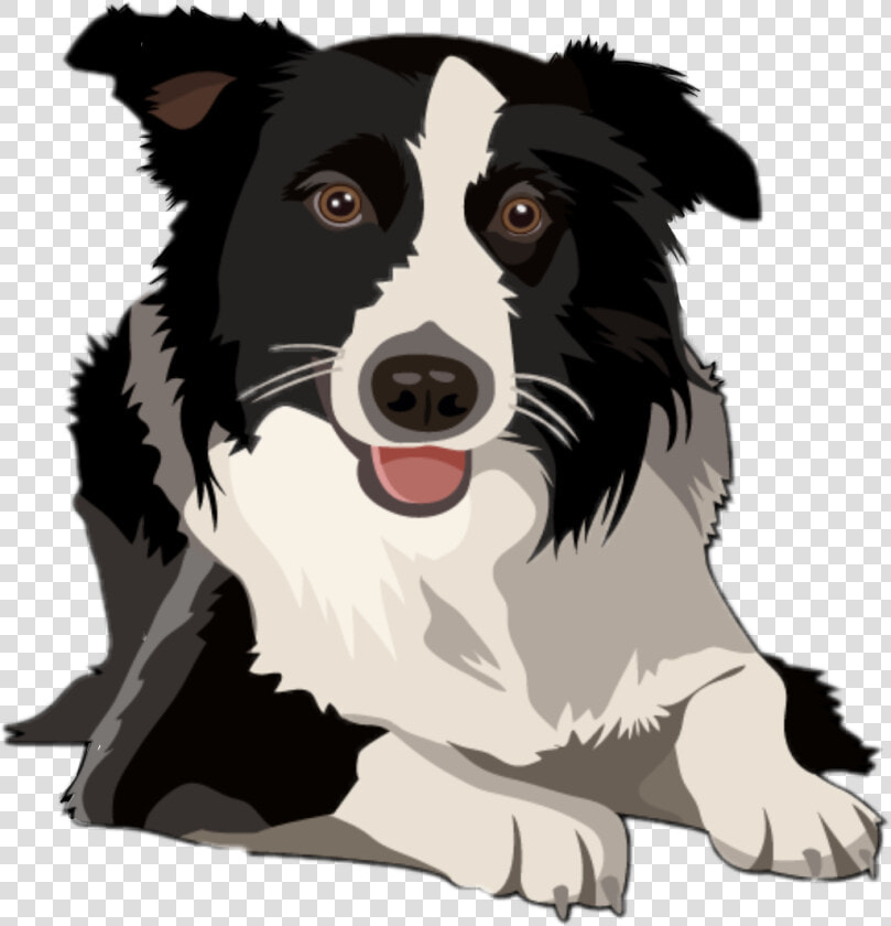 Transparent Border Collie Png   Border Collie Clipart Free  Png DownloadTransparent PNG