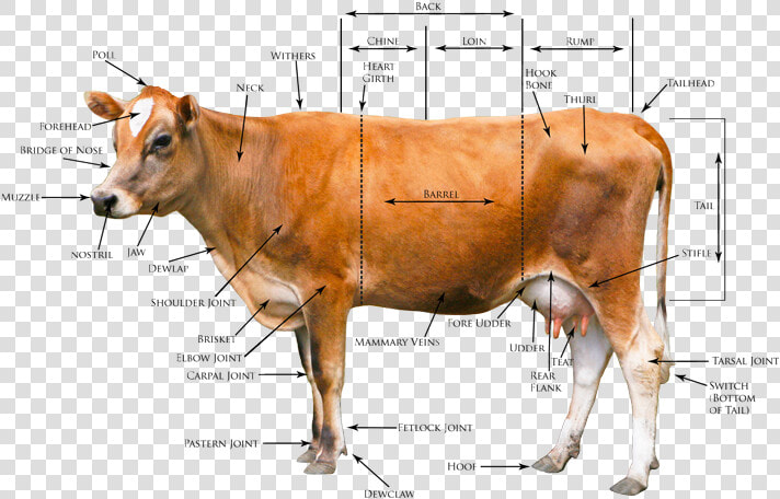 Heritage Jersey Organization  gt  Registration Conformation   Body Parts Of Cow In English  HD Png DownloadTransparent PNG