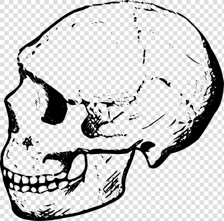 Skull  Human  Dead  Head  Anatomy  Cranium   Clipart Of A Skull  HD Png DownloadTransparent PNG