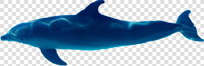  delfin  dolphin   Whale  HD Png DownloadTransparent PNG