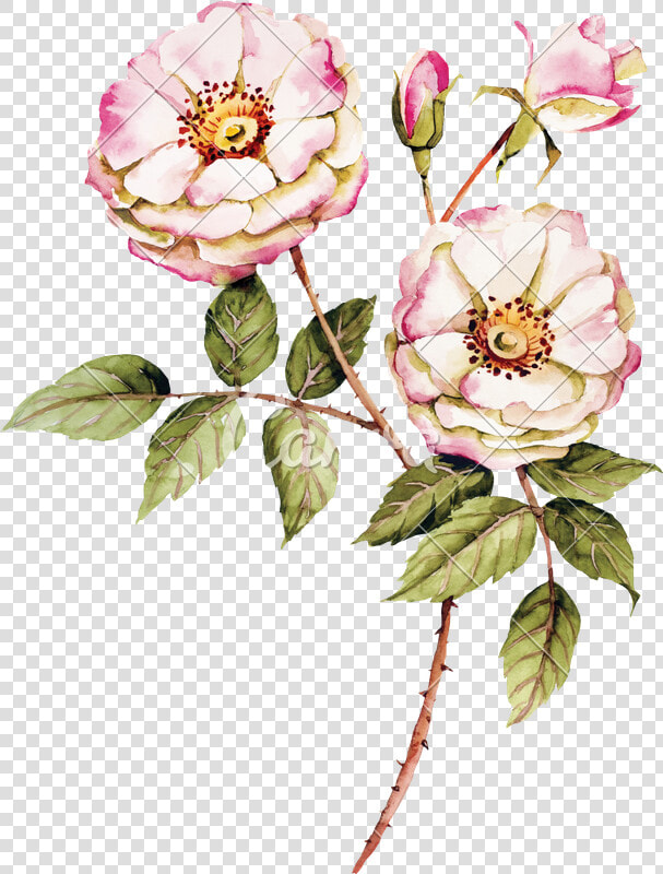 Botanical Wild Rose   Thank You Card For Burial  HD Png DownloadTransparent PNG