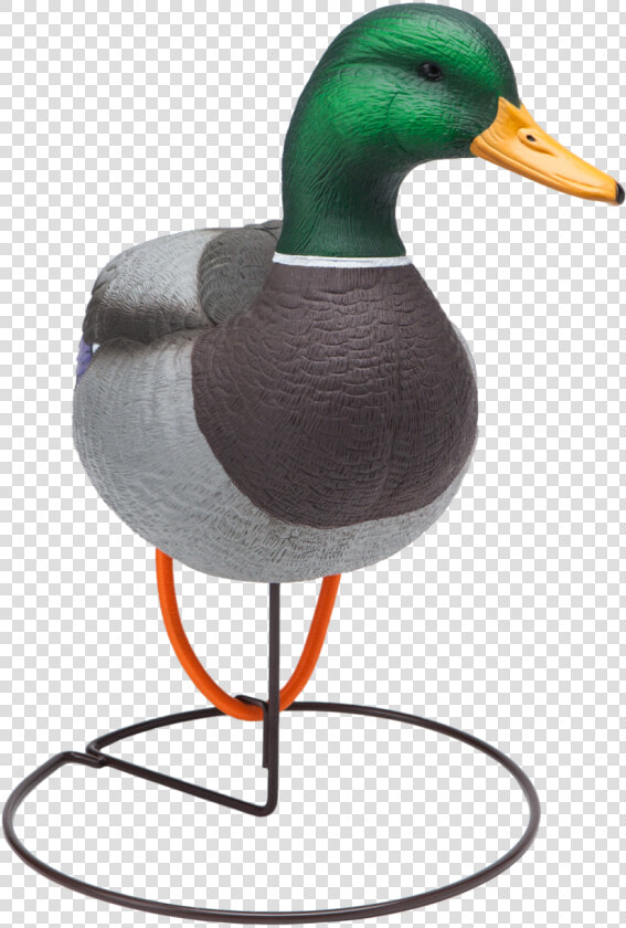 Oversized Field Mallard Drake Active Duck Hunting Decoy   Mallard  HD Png DownloadTransparent PNG