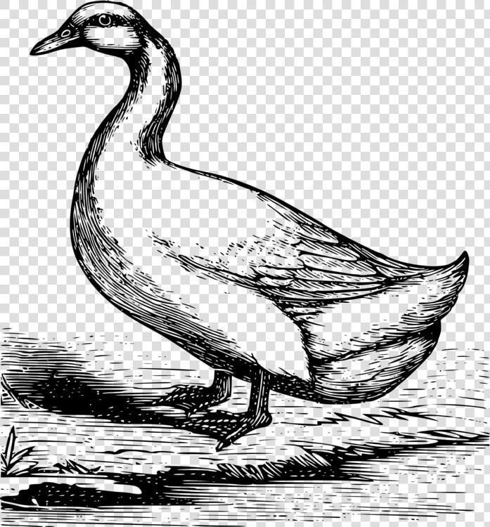 Art livestock fowl   Pekin Duck Drawing  HD Png DownloadTransparent PNG