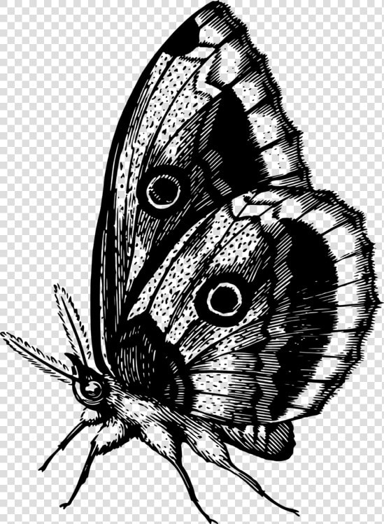 Butterfly fly moth   Colour Butterfly  HD Png DownloadTransparent PNG