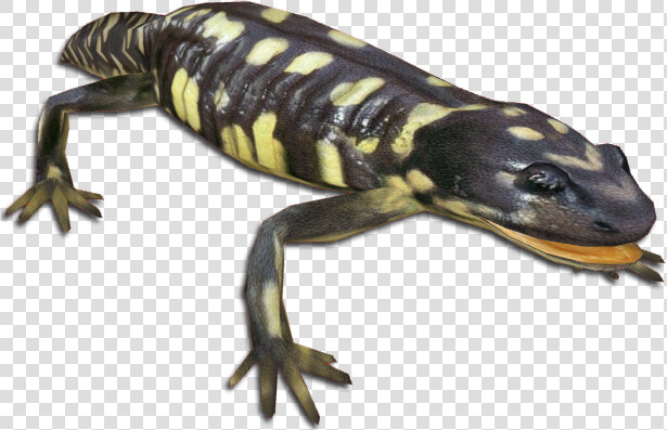 Salamander Png  Transparent PngTransparent PNG