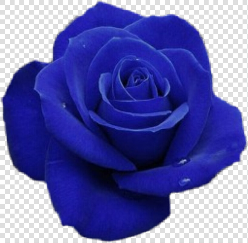  blue  bluerose  rose  flower  blueflower  astethic   ورد يدل على الحزن  HD Png DownloadTransparent PNG