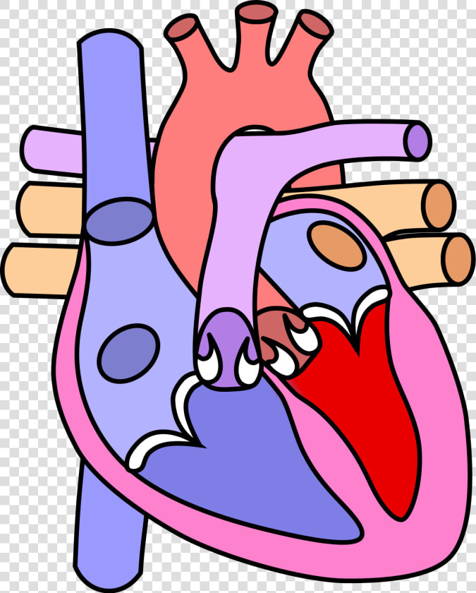 Heart Diagram Without Labelling  HD Png DownloadTransparent PNG