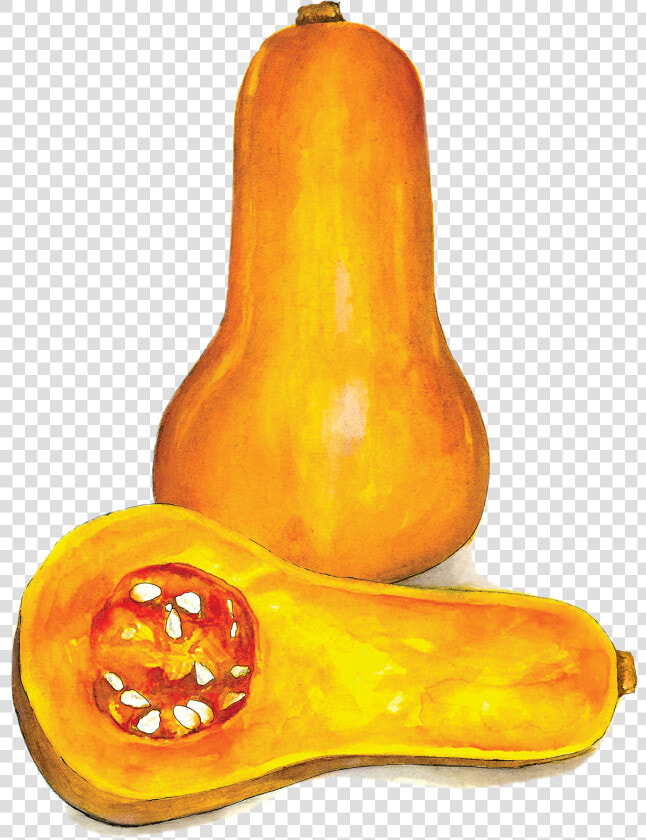 Butternut Squash   Gourd  HD Png DownloadTransparent PNG