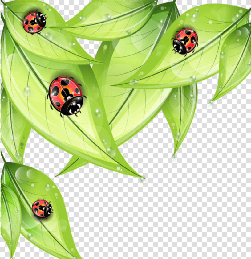  mq  leaf  leaves  ladybug  ladybugs   Cartoon Bug On A Leaf  HD Png DownloadTransparent PNG