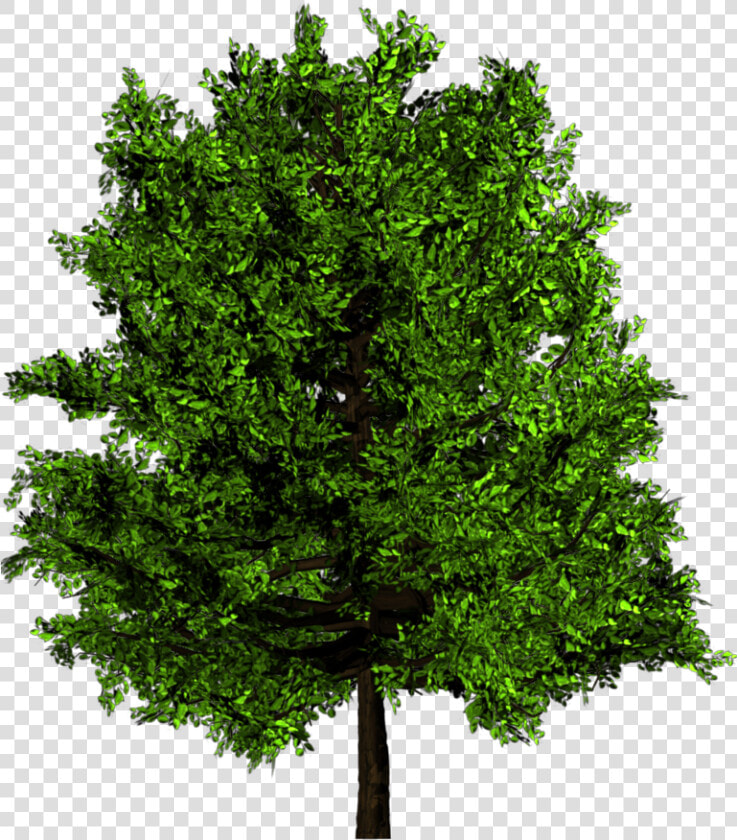 Transparent Palm Tree   Ulmus Minor Png  Png DownloadTransparent PNG