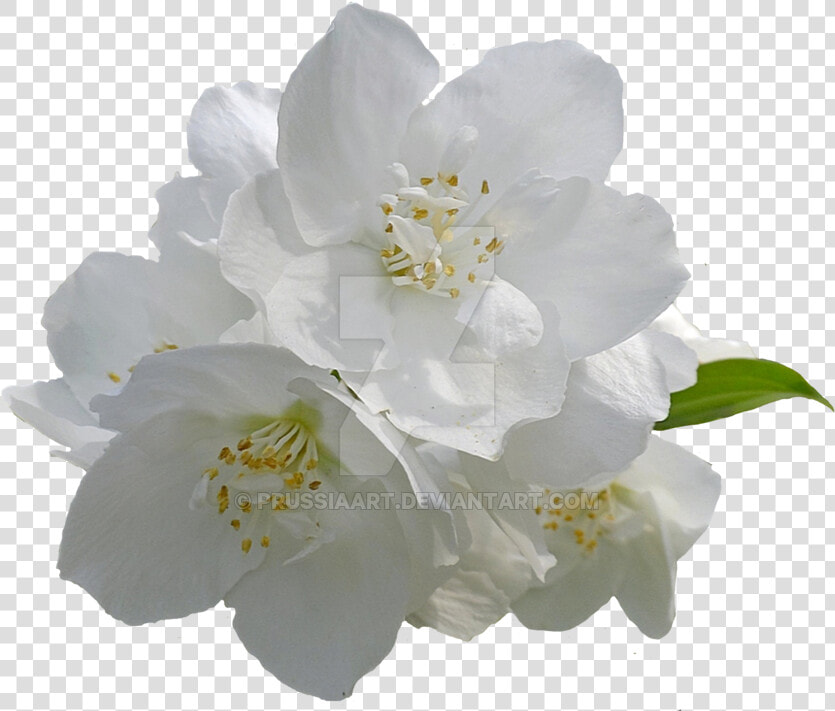 Flower Arabian Jasmine Desktop Wallpaper Clip Art   Jasmine Flower Transparent Background  HD Png DownloadTransparent PNG