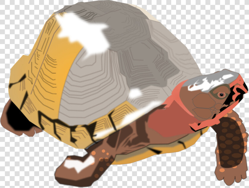 Turtle reptile tortoise   Clip Art  HD Png DownloadTransparent PNG