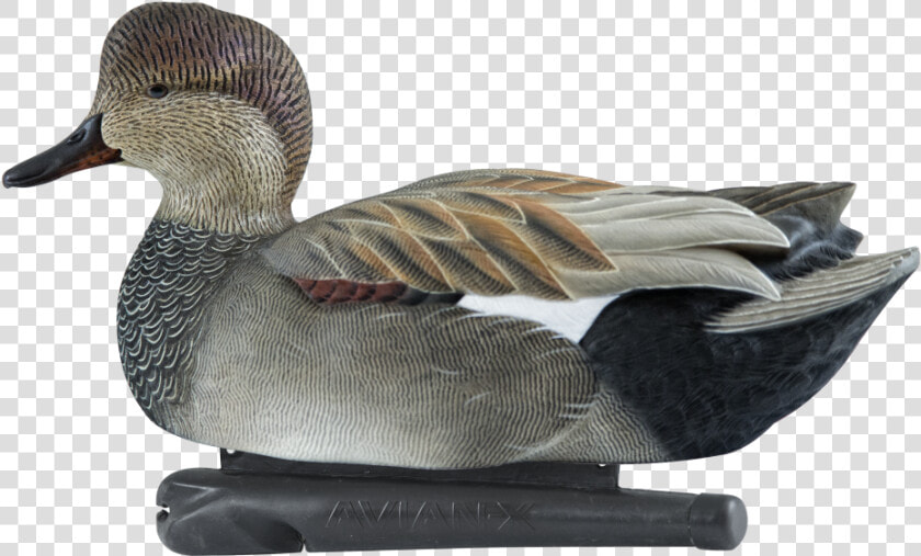 Gadwall Duck Decoy  HD Png DownloadTransparent PNG