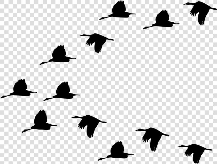 Duck Bird Migration Goose Mallard   Bird Gif Transparent Png  Png DownloadTransparent PNG