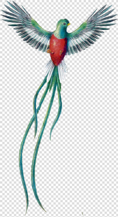 35e0d050e   Guatemalan Quetzal Bird  HD Png DownloadTransparent PNG