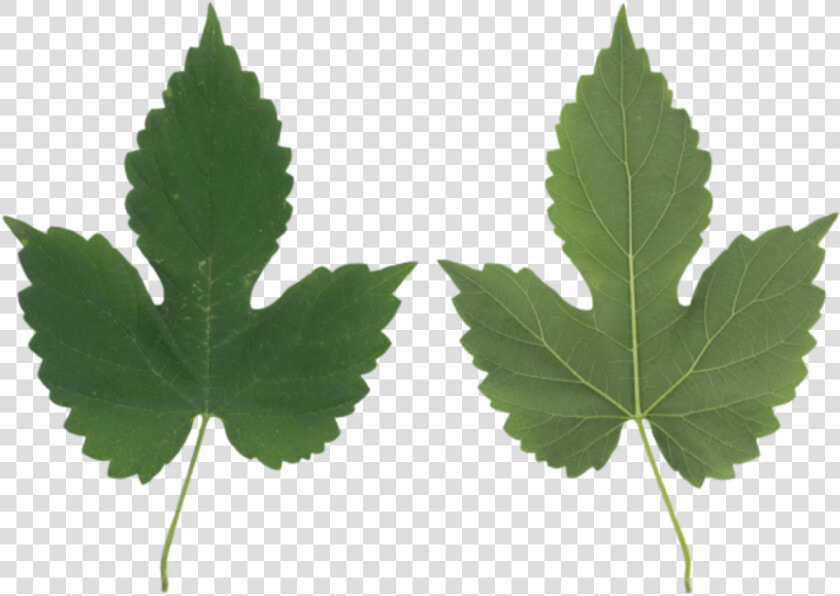 Leaf Maple Leaf    Maple Leaf  HD Png DownloadTransparent PNG