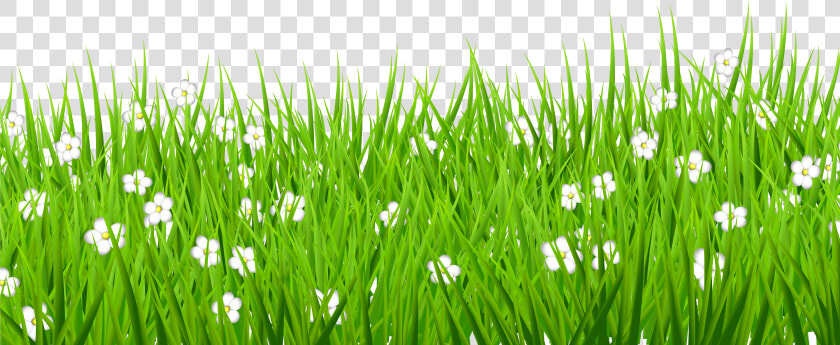 Png Stock Grass Background Clipart   Transparent Grass Flower Png  Png DownloadTransparent PNG