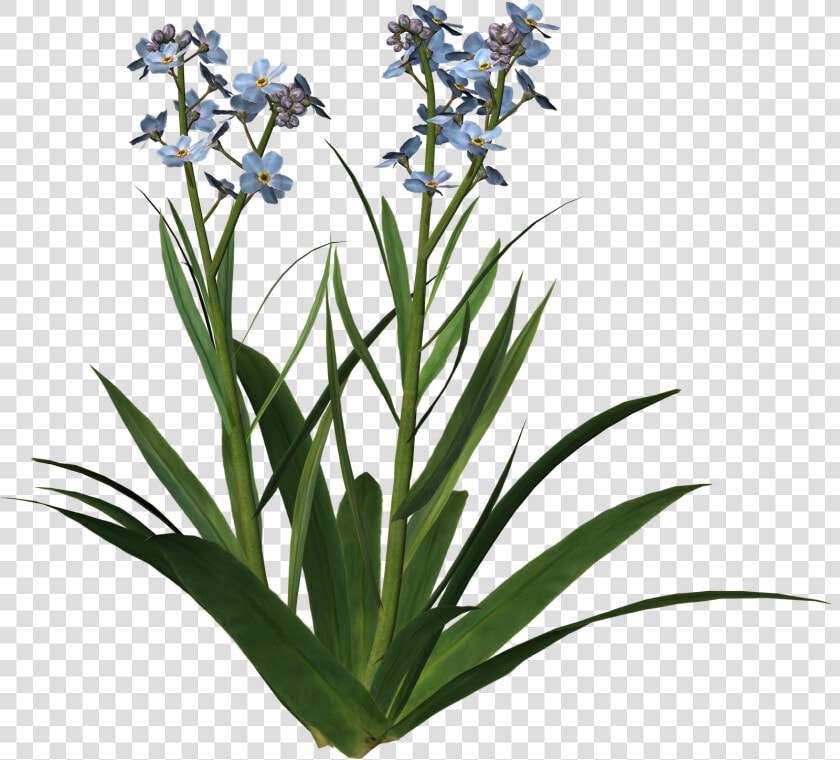 For Get Me Not 1 1    Plantes Collage Png  Transparent PngTransparent PNG