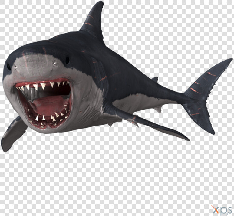 Megalodon Png Photo   Megalodon Size Transparent Background  Png DownloadTransparent PNG