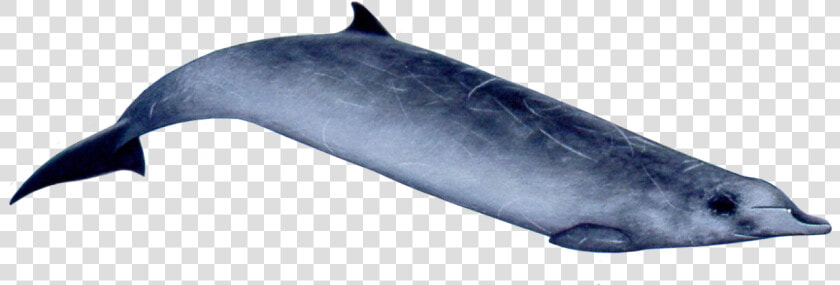 Ginkgo toothed Beaked Whale   Gervais Beaked Whales  HD Png DownloadTransparent PNG