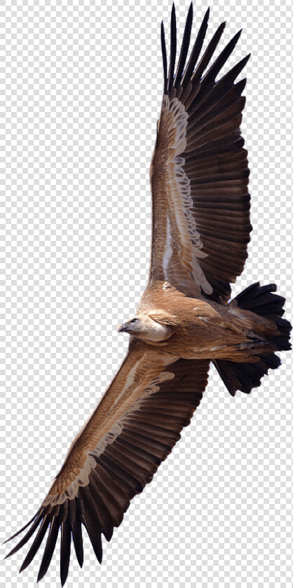 Vulture Transparent  HD Png DownloadTransparent PNG