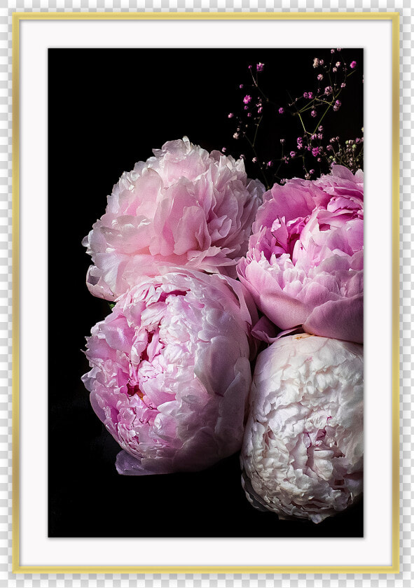 Hd Peonies Iphone  HD Png DownloadTransparent PNG