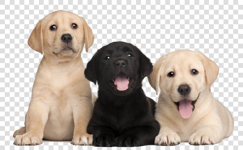 Labrador Retriever Png   Labrador Puppies Png  Transparent PngTransparent PNG