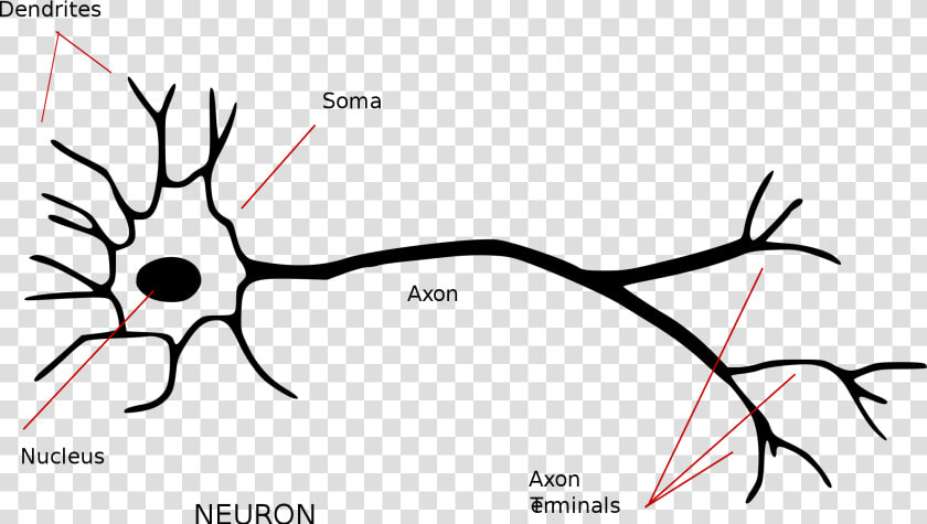 Annotated Neuron  HD Png DownloadTransparent PNG