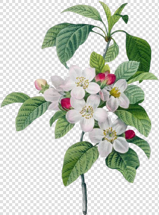  flower  spring  pink  png  free  overlays  overlay   Crab Apple Botanical Illustration  Transparent PngTransparent PNG