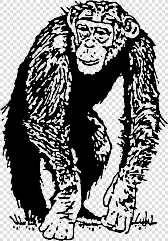 Chimp Rubber Stamp Title Chimp Rubber Stamp   Endowment Effects In Chimpanzees  HD Png DownloadTransparent PNG