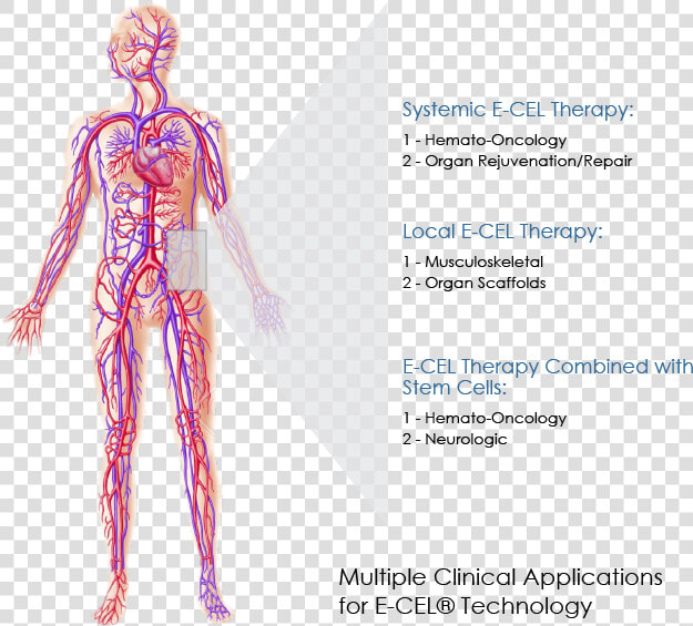 Multiple Clinical Applications For E cel® Technology   Human Circulatory System  HD Png DownloadTransparent PNG