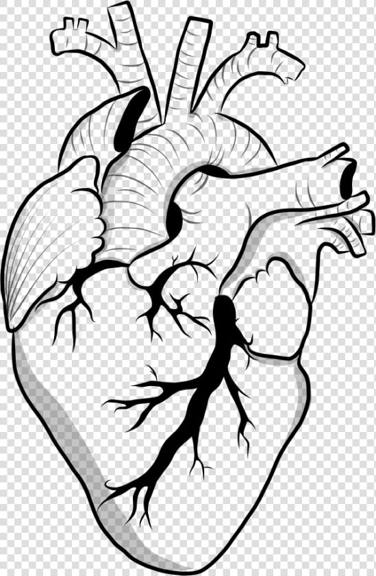 Heart Black And White Clipart Doodle   Transparent   Aesthetic Black And White Outline  HD Png DownloadTransparent PNG