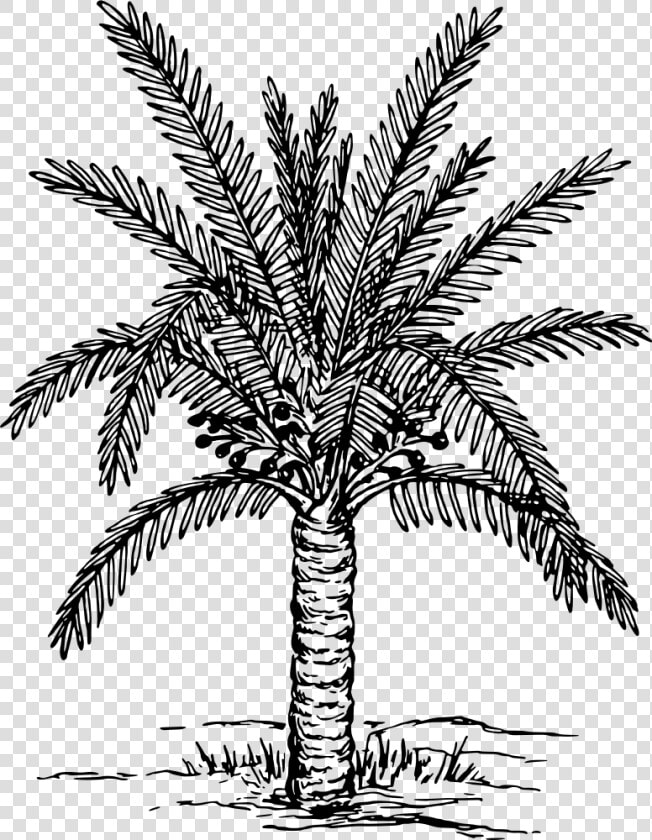 Palm Trees Coloring Book Drawing Painting Plants   Date Tree Clipart Black And White  HD Png DownloadTransparent PNG