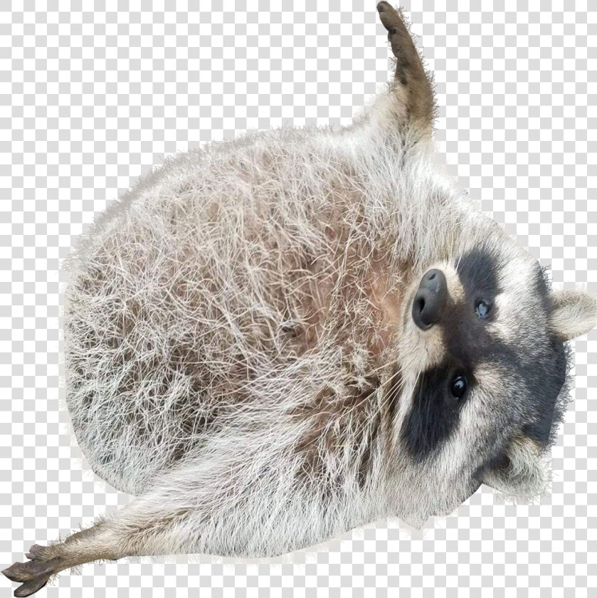 Transparent Racoon Png   Chonky Raccoon  Png DownloadTransparent PNG