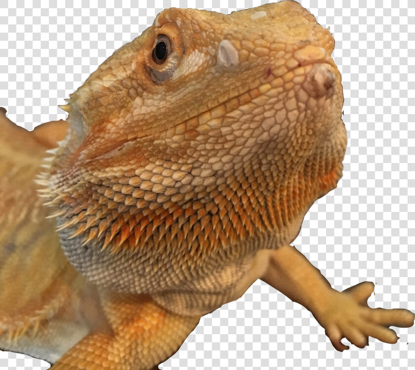  bearded Dragon  freetoedit   Dragon Lizard  HD Png DownloadTransparent PNG