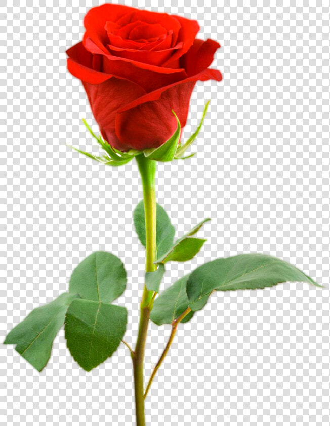 Love Red Rose Png Images   Rose Images Full Hd  Transparent PngTransparent PNG