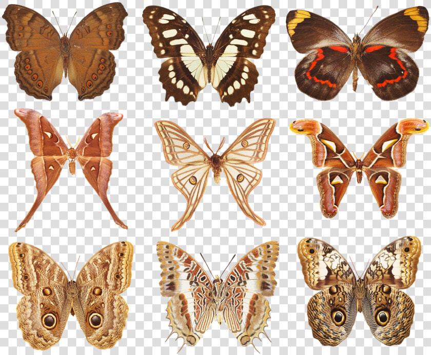 Butterfly  Collection Of Butterflies  Wings  Insects   Speckled Wood  butterfly  HD Png DownloadTransparent PNG