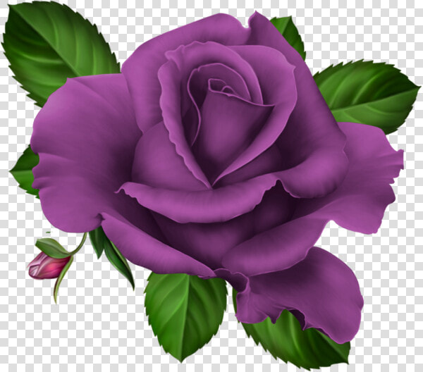 Roses Pink Roze Rosa   Purple Roses Transparent Png  Png DownloadTransparent PNG