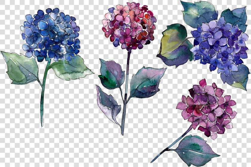 Hydrangea Png Photo   Hydrangea Watercolor Sketch  Transparent PngTransparent PNG