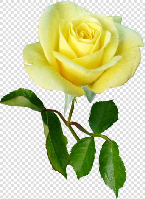 Rose  Yellow  Single Stem  Flower   Single Yellow Rose With Stem  HD Png DownloadTransparent PNG