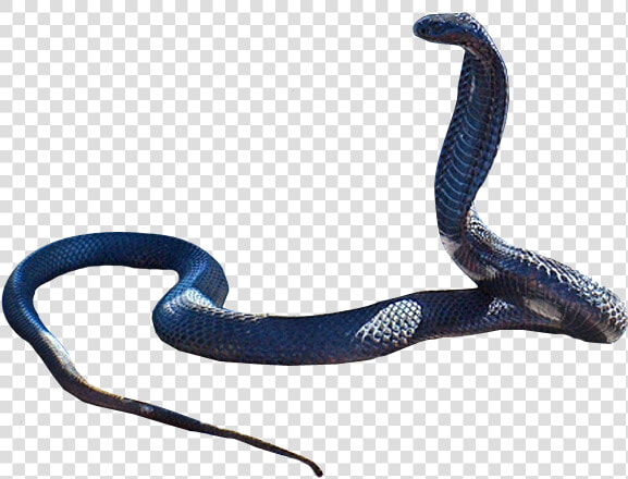 Snake Png   Transparent Black Snake Png  Png DownloadTransparent PNG