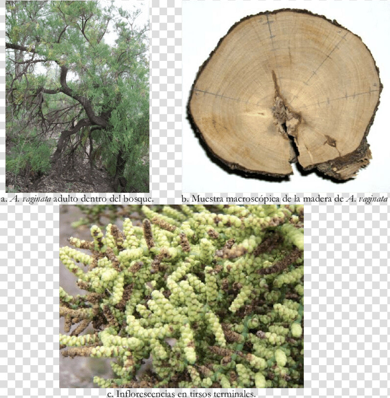 Mexican Pinyon  HD Png DownloadTransparent PNG